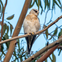 Black winged kite