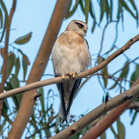 Black winged kite