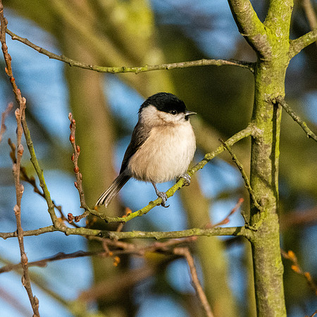 Marsh tit