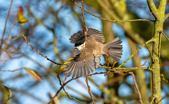 Marsh tit