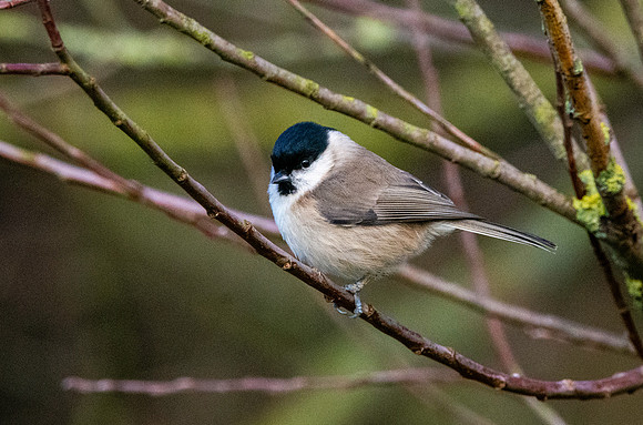 Marsh tit