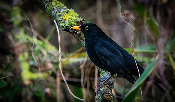 Common Blackbird