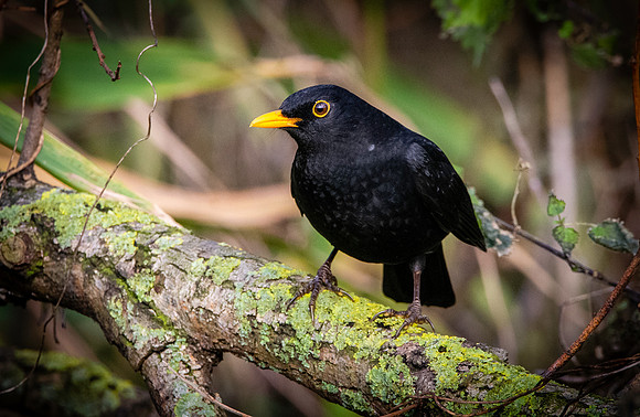 Common Blackbird