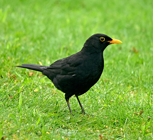 Blackbird