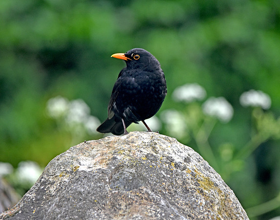 Blackbird
