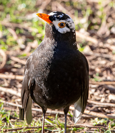 Leucistic Blackbird