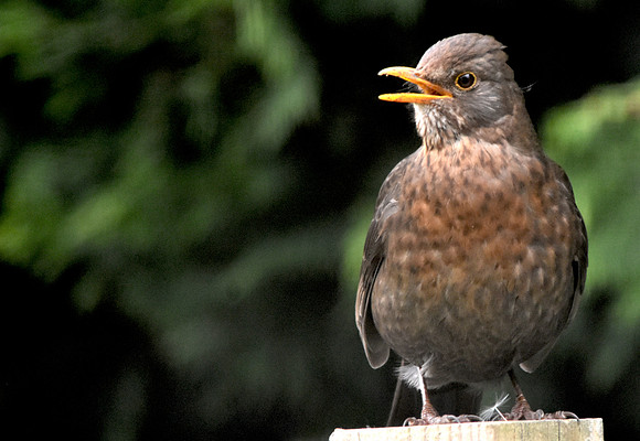 Female Blackbird