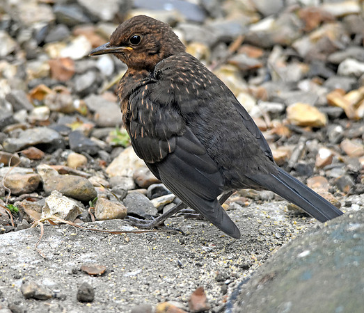 Juvenile Blackbird