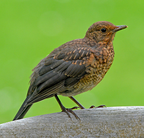 Female Blackbird