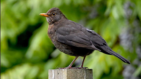 Female Blackbird