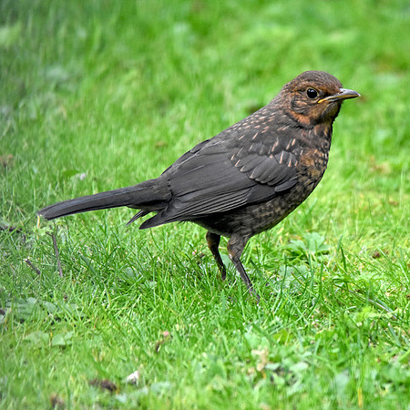 Juvenile Blackbird