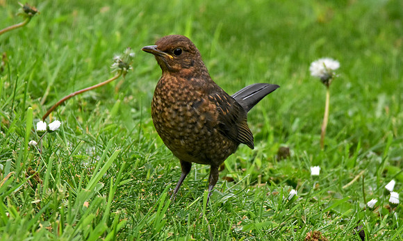 Juvenile Blackbird