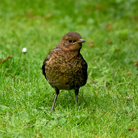 Juvenile Blackbird