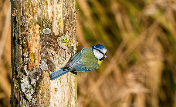 Blue tit