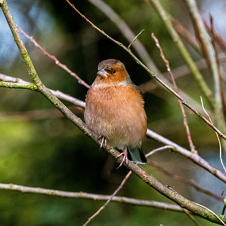 Chaffinch