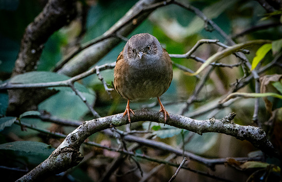 Dunnock / Hedge sparrow