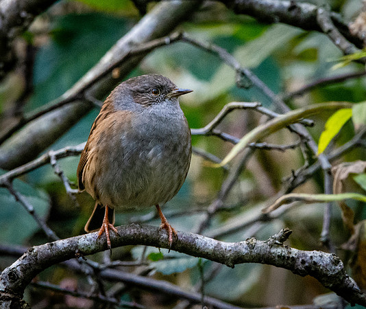 Dunnock / Hedge sparrow