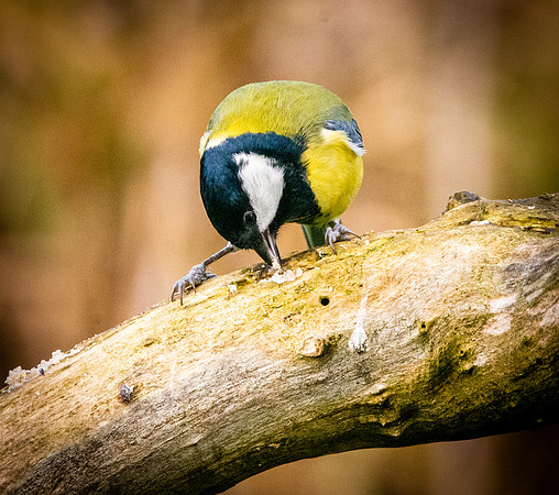 Great tit