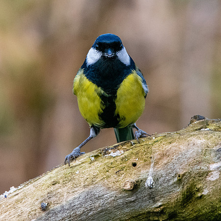 Great tit