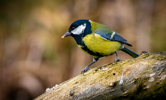 Great tit