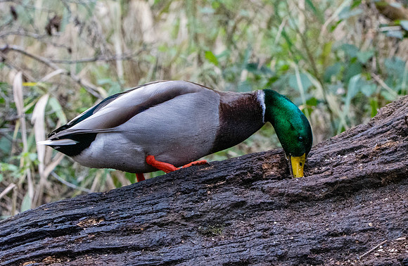 Mallard