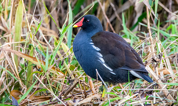 Moorhen