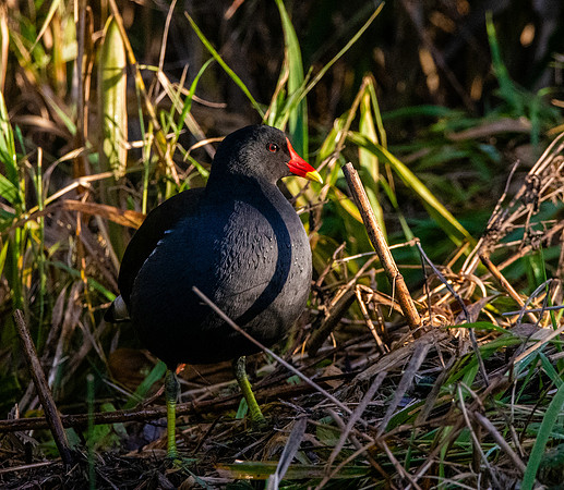 Moorhen