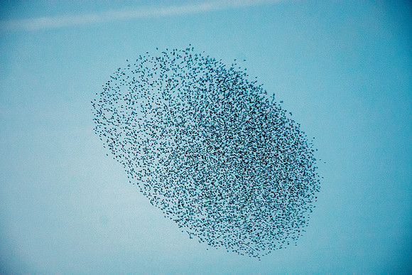 Murmuration