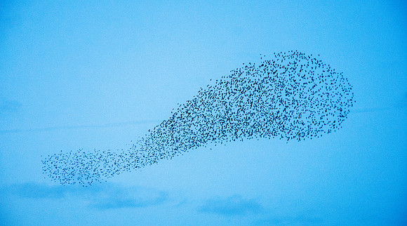 Murmuration
