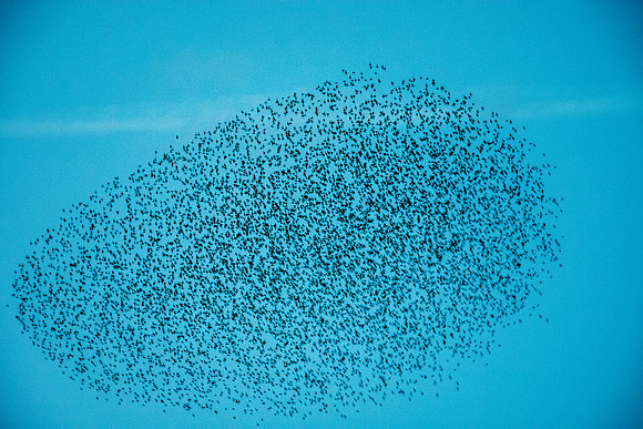 Murmuration