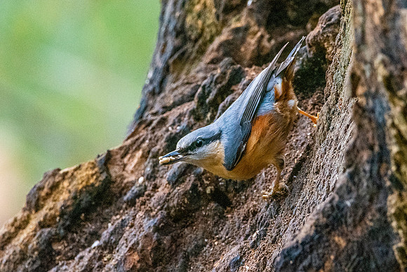 Nuthatch
