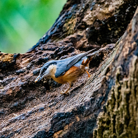 Nuthatch