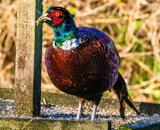 Common pheasant