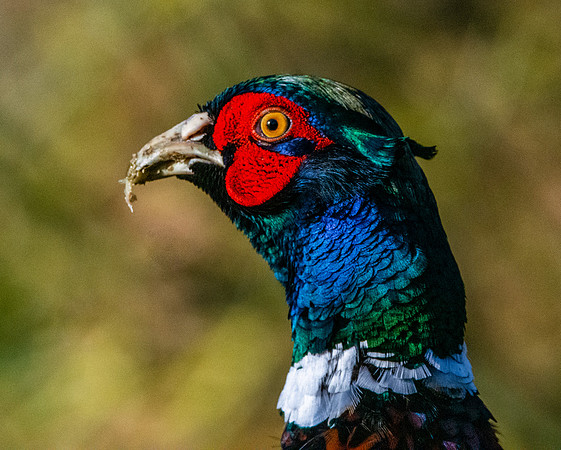 Common pheasant