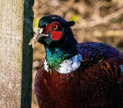 Common pheasant
