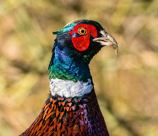 Common pheasant