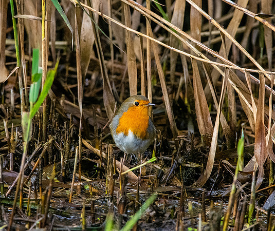 European robin