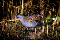 Water rail