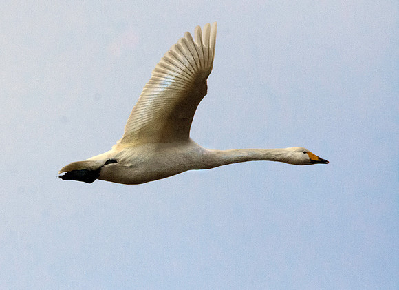 Whooper swan