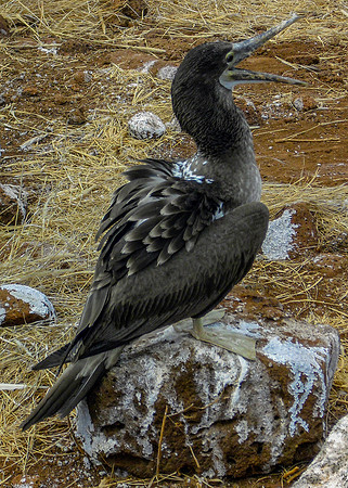 Blue footed booby