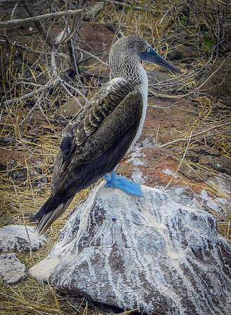 Blue footed booby