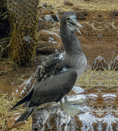 Blue footed booby