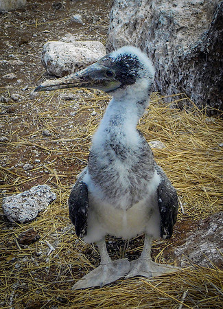 Blue footed booby chick