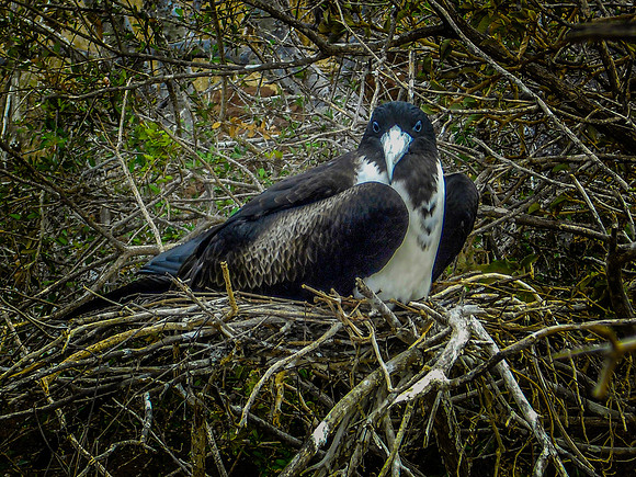 Magnificent frigatebird, female