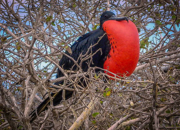 Magnificent frigatebird