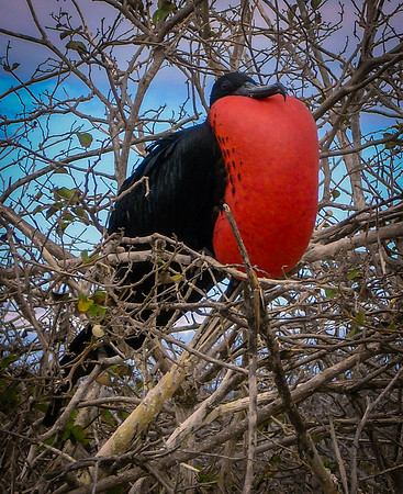 Magnificent frigatebird