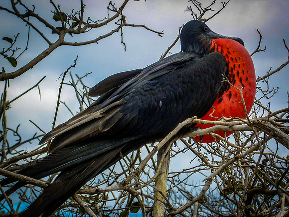Magnificent frigatebird