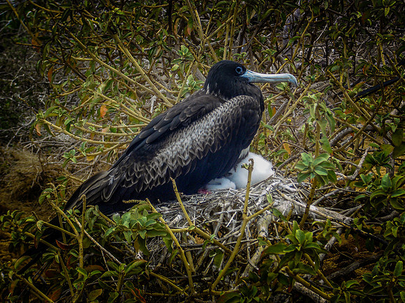 Magnificent frigatebird, female