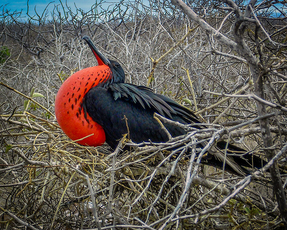 Magnificent frigatebird