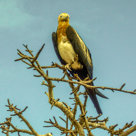 Magnificent frigatebird